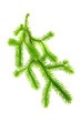 Club Moss (Lycopodium Clavatum) Isolated on White Background
