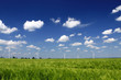 Windmühlen im Getreidefeld im Salzlandkreis (Sachsen-Anhalt)