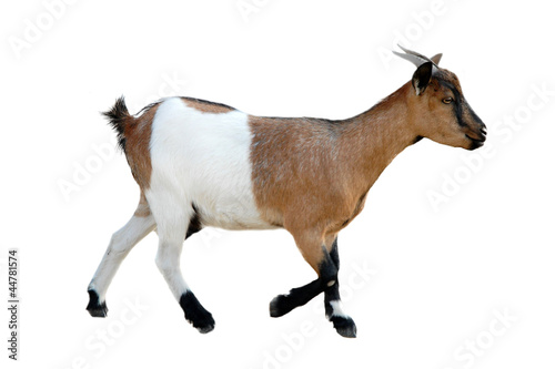 Photo: young goat young goat