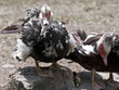 Muscovy ducks