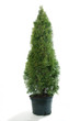Beautiful thuja (Thuja occ. Smaragd)on white background