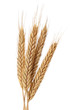 Wheat bundle