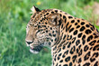 Head Short Portrait of Beautiful Amur Leopard