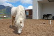 Funny white horse  in Swiss Alps at summertime