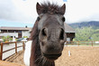 Funny  brown horses at farm, taken in Swiss Alps