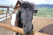 Funny  brown horses at farm, taken in Swiss Alps