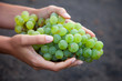 Weinanbau auf den Kanaren I