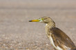 Photo: Great bittern bird Great bittern bird