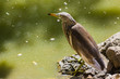 Photo: Great bittern bird Great bittern bird