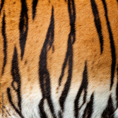 Photo: Real Live Tiger Fur Stripe Pattern Background Real Live Tiger Fur Stripe Pattern Background