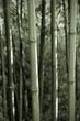 Foto: bamboo background bamboo background