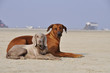 Hunde am Strand