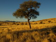 Single Tree @ Namib Desert