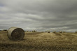 Large round bales of straw