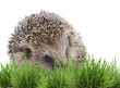 Foto: Igel Igel