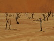 Sossusvlei @ Namib Desert