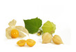 Physalis