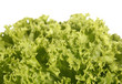 Crispy lettuce isolated horizontal
