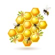 Bees, honeycombs and flowers  isolated on white