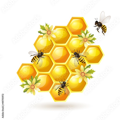 Vector: Bees, honeycombs and flowers isolated on white Bees, honeycombs and flowers isolated on white