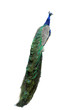 Photo: peacock peacock