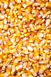 Photo: corn grain corn grain