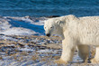 Polar bear