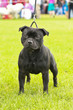 Staffordshire Bull Terrier