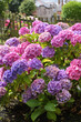 Beautiful hydranges in the garden