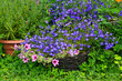 Blue lobelia, pink surfinia and rozmary
