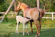 Mare and her foal