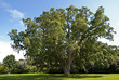 Cork Oak Tree