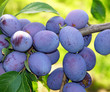 Reife Pflaumen - Plums