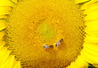 Foto: Sonnenblume - Sun Flower Sonnenblume - Sun Flower