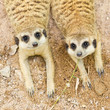 portrait of meercat
