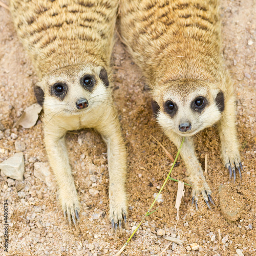 Photo: portrait of meercat portrait of meercat