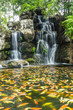 Photo: beautiful fish in water fall beautiful fish in water fall