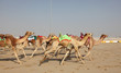 Foto: Racing camels in Doha. Qatar, Middle East Racing camels in Doha. Qatar, Middle East