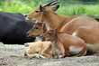 Banteng - Bos javanicus
