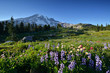 Foto: Wildflowers in Paradise, Mt. Rainier National Park Wildflowers in Paradise, Mt. Rainier National Park