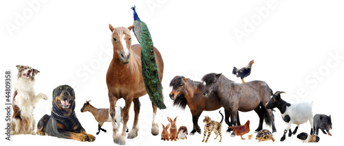 Photo: farm animals farm animals