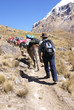 Mule train, carrying loads