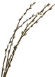 pussy-willow