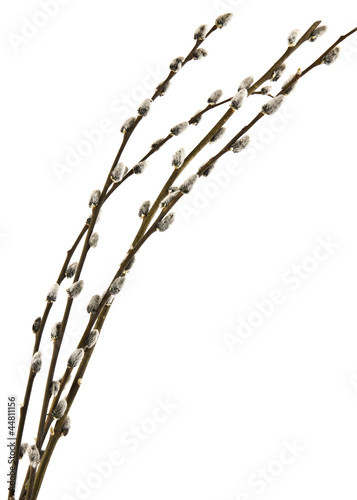 Photo: pussy-willow pussy-willow