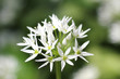 Bärlauchblüte