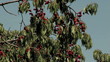 Cherry Tree ...