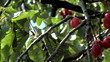 Cherry Tree ...
