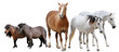 horses and ponies