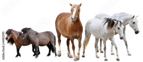 Photo: horses and ponies horses and ponies
