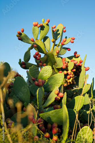 Photo: prickly pears prickly pears